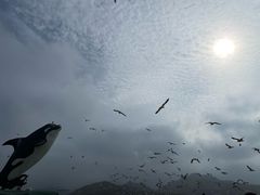 -西霞口神雕山野生动物世界