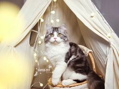 -超宠爱宠物摄影-Super pet