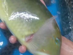 -正能量1号海鲜加工店