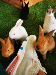 -萌宠亲子动物乐园(槐房万达店)