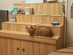 -唐小姐の私宠·宠物洗护美容·撸猫馆·购宠(周浦万达旗舰店)