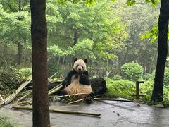 -都江堰中华大熊猫苑