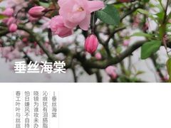 -拙政园