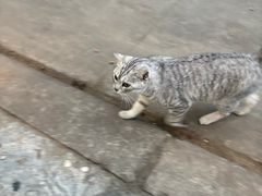 -万尾金滩