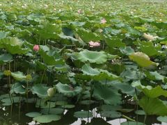 -艾溪湖湿地公园