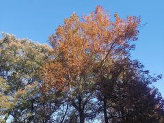 -广州市石门国家森林公园