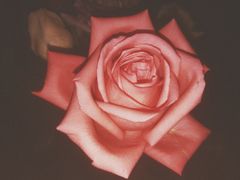 -爱尚幸福鲜花(上地实体店)