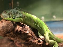 -上海大自然野生昆虫馆(东方明珠·爬宠昆虫探索中心)
