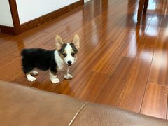 -翊宠yipet猫狗购宠庄园犬舍•猫舍