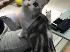 -喵的天空名猫咖啡馆·撸猫·猫舍·用品