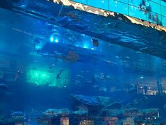 -迪拜帆船酒店海底餐厅