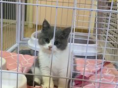 -BABIT巴比特宠物(MOMOPARK店)