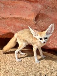 -Zoolung Zoolung动物主题公园(海信广场店)