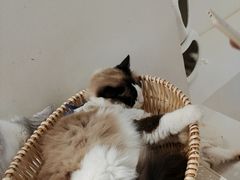 -怪兽屋·羊驼·猫咖·狗咖(俊华广场店)