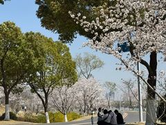 -羊山湖公园