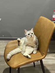 -韦恩先生Barbershop英式男士理发馆