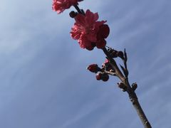 -桃花岛景观公园