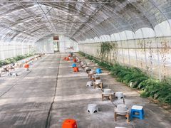 -前小桔亲子创意农场·草莓采摘·露营烧烤