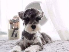 -翊宠yipet猫狗购宠庄园犬舍•猫舍