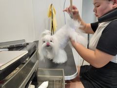 -萌宠之家·腊肠犬·马尔泰·小体犬舍
