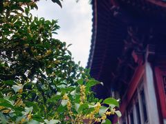 -韬光茶庵