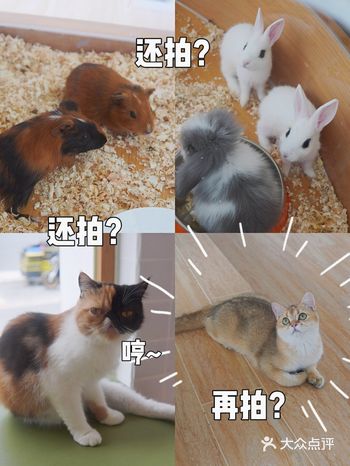 国庆周边好去处，萌宠乐园，超卡哇伊