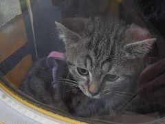 -瑞鹏宠物医院·超声·骨科·奇麟分院(蜀都万达店)