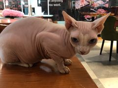 -猫小院猫主题餐厅(三里屯店)