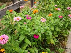 -田园东方蜜桃村的田野营地