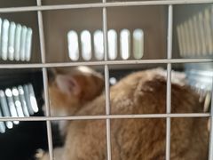 -艾贝尔宠物医院 ·中兽医·宠保定点(北门桥店)