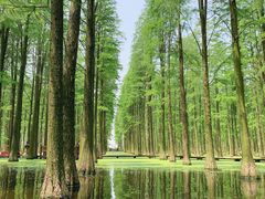 -渌洋湖湿地公园
