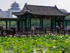 -莲花池公园
