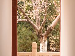-桃花堤公园