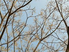 -汉长安城未央宫国家考古遗址公园