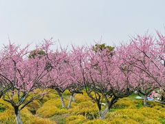 -上海海湾国家森林公园