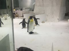-大连圣亚海洋世界