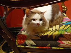 -猫色咖啡·猫咖