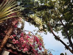 -深圳国际园林花卉博览园