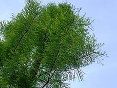 -重庆彩云湖湿地公园