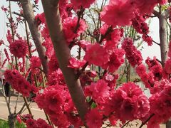 -天津东丽湖风景区