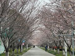 -高东镇樱花园