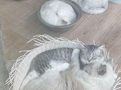 -狗不理喵子(百富路店)