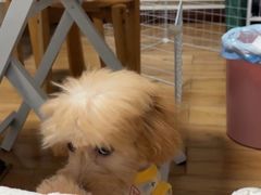 -瑞派蒂凯宠物医院·免疫点·宠保定点