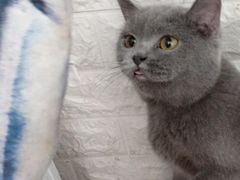 -平行世界·猫咖(首经贸店)
