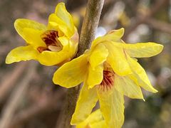 -证大大拇指广场(芳甸路店)