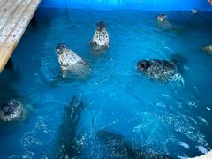 -大连圣亚海洋世界