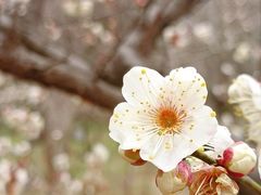 -梅花山(明孝陵内)