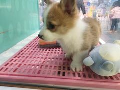 -龟与熊猫宠物公园(南坪店)