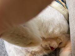 -德元·美联众合24小时动物医院(总院)