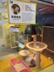 -神奇动物撸宠馆·羊驼·小浣熊·异宠(豫园店)